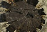 Petrified Wood (Hermanophyton) Slab - Colorado #152224-1